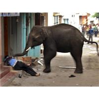 Voi biến thành "sát nhân" khi bị di cư