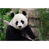 Gấu trúc tuyệt chủng không phải do biến đổi khí hậu?