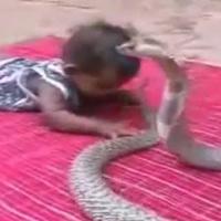 Rợn người xem bé trai chơi với hổ mang chúa