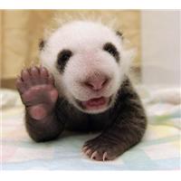 Gấu trúc một tháng tuổi biết cười và chào như người