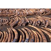 Kenya tịch thu hai tấn ngà voi