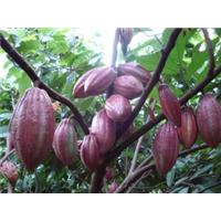 KỸ THUẬT TRỒNG CÀ CHĂM SÓC CÂY CA CAO